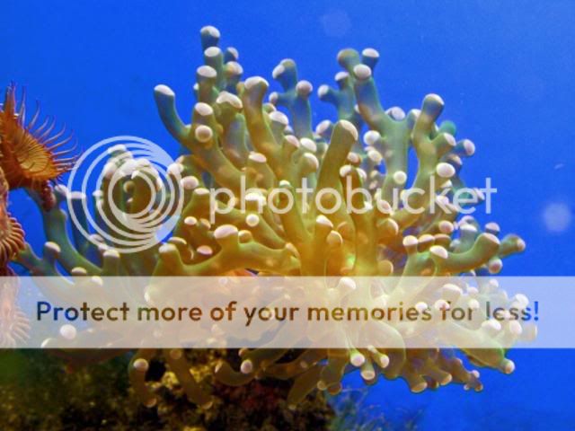2009_0806Reef0026a.jpg