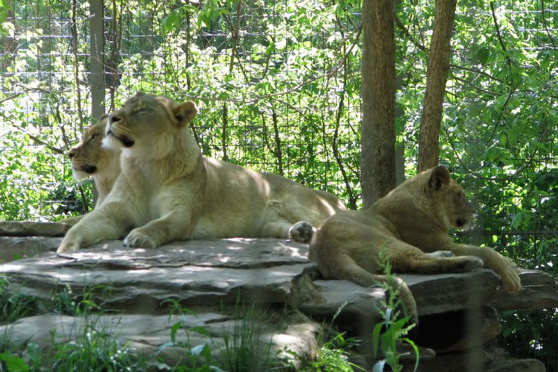LionPride1.jpg