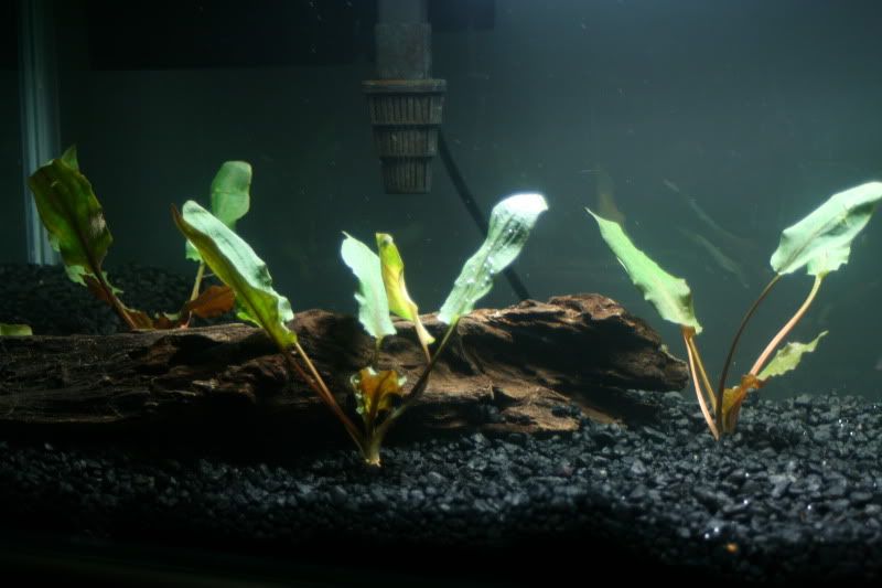 20GallonPlanted39.jpg