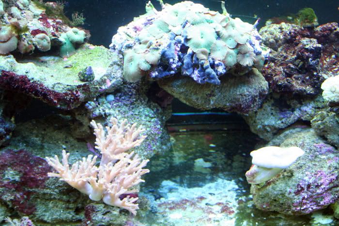 fishtank11thmay2010021.jpg