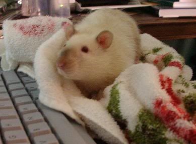 rat031.jpg
