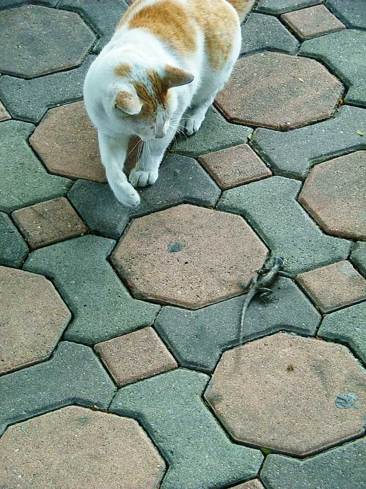 street-cat-vs-lizard3.jpg