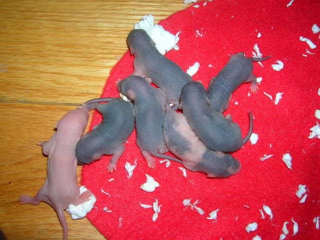 fuzzies2002.jpg