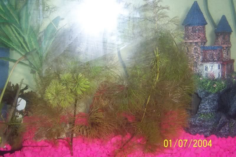 100_1155.jpg