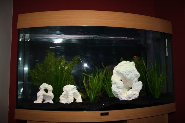 FishT001.jpg