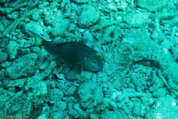 375878407_D9CuF-M.jpg