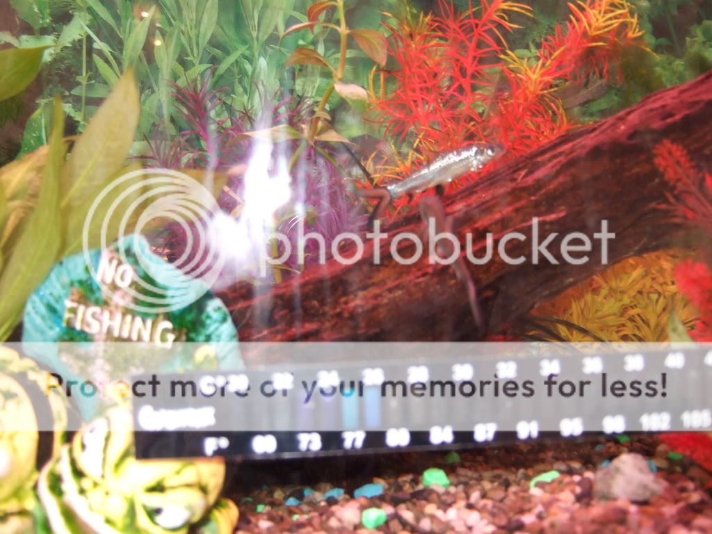 fishtankphotos100.jpg