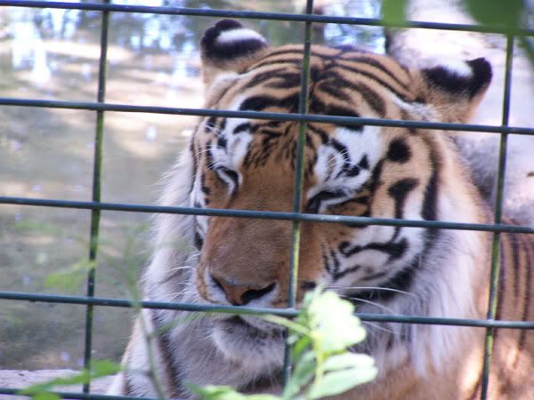 tiger.jpg
