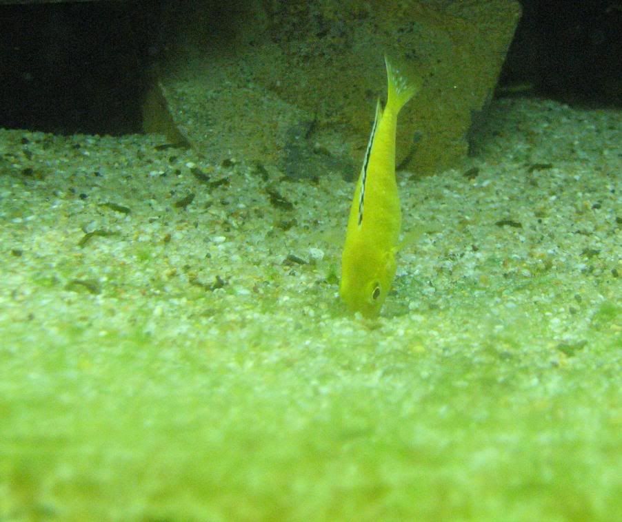 FishTank127.jpg