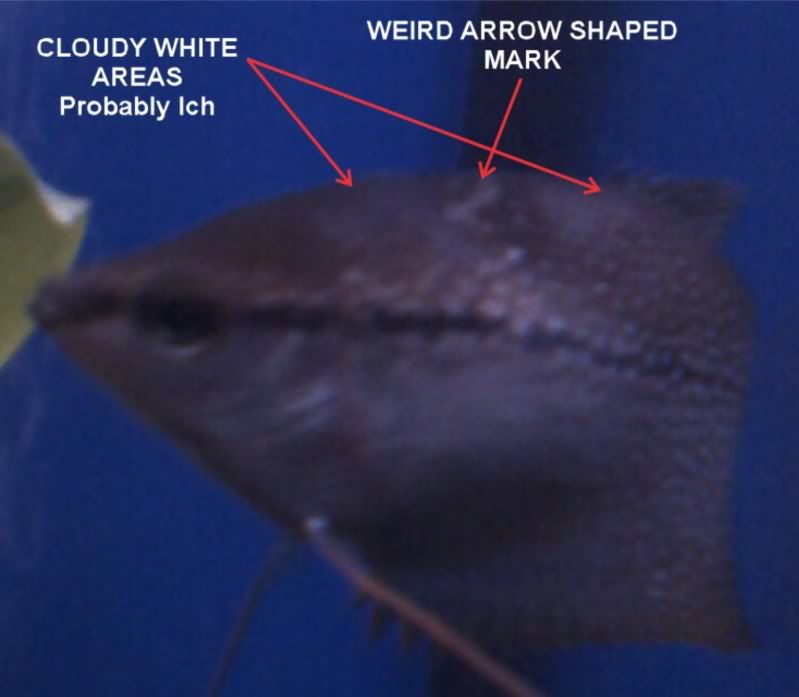 Pearl1.jpg