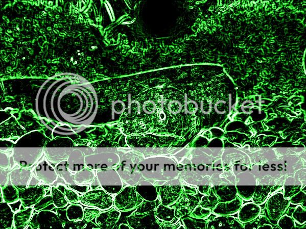 Picture459-5.jpg