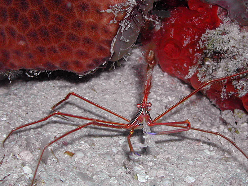 arrwcrab.jpg