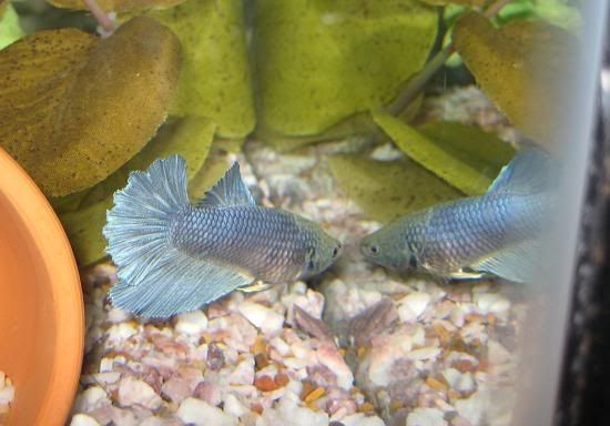 fish993.jpg