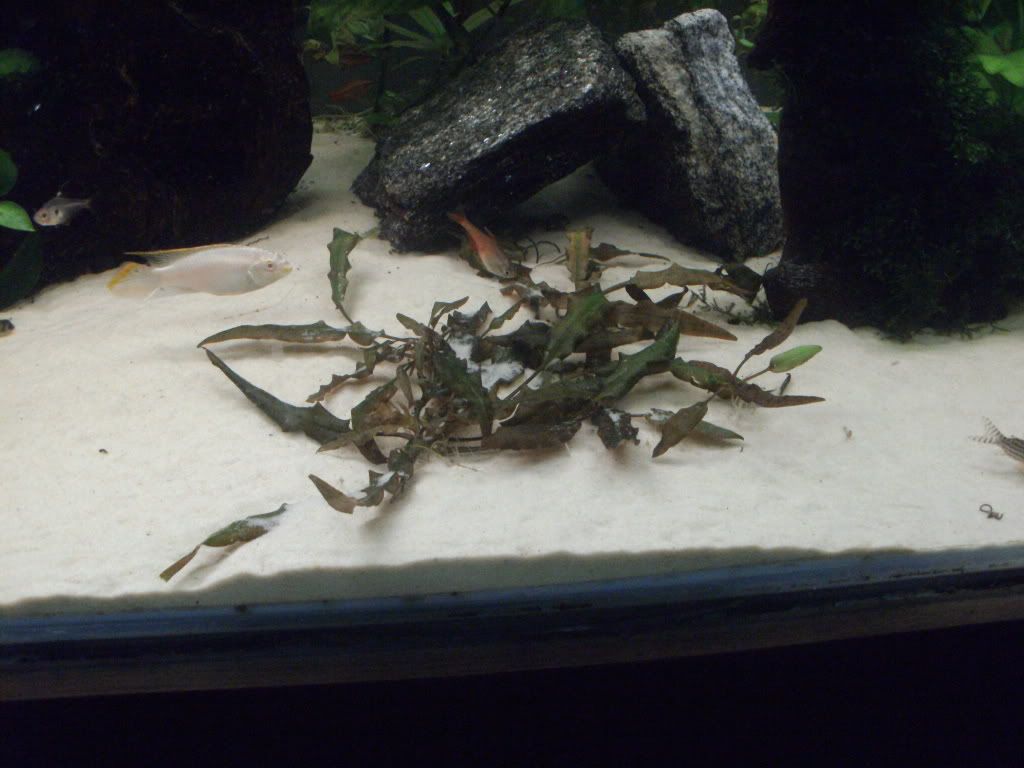 PICT0333.jpg