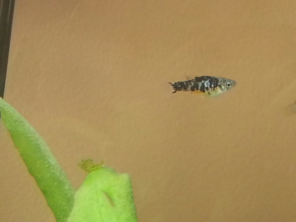 20130926_111312-1_zps4c21a465.jpg