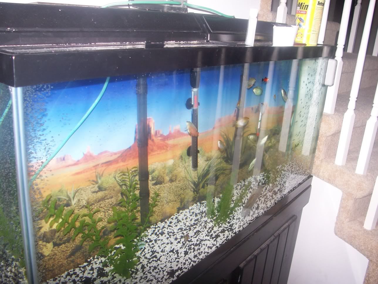 FishTank001.jpg