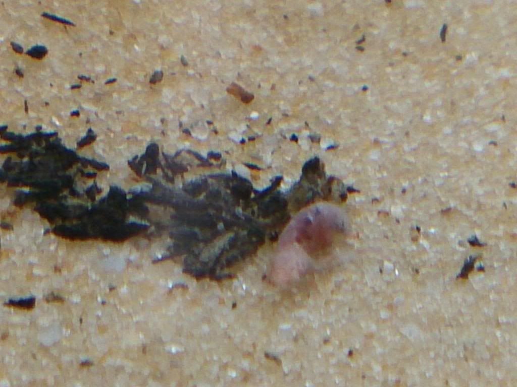 DSC_0317.jpg