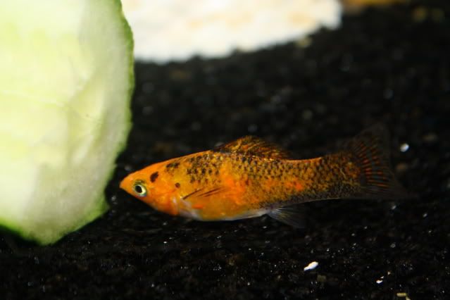 FishTank26-04-09004.jpg