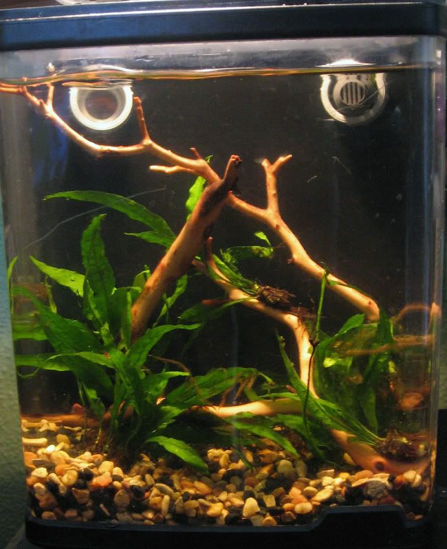 neontank5.jpg