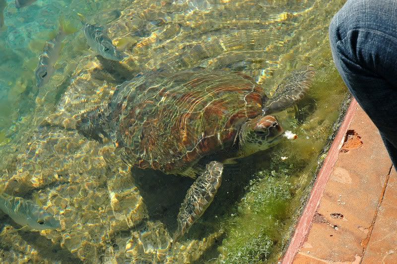 DSC_0204.jpg
