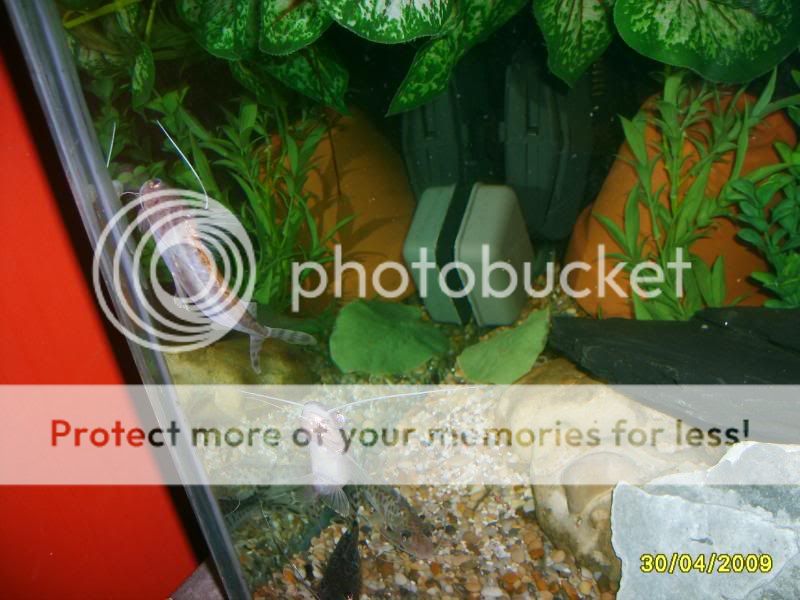 newoakwoodtanklook078.jpg