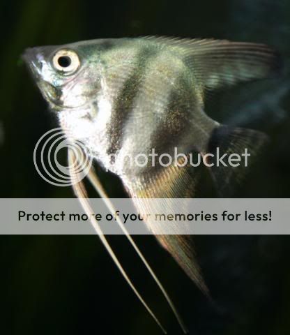 Fish17-05-09031.jpg