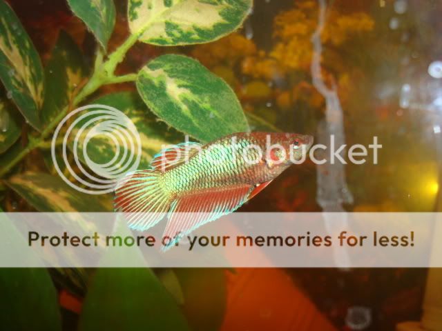 fishies002.jpg