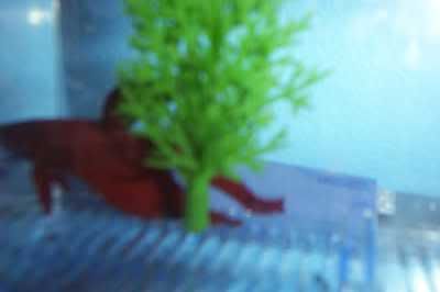lazyred.jpg