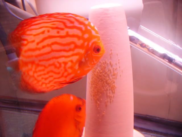 fish030.jpg