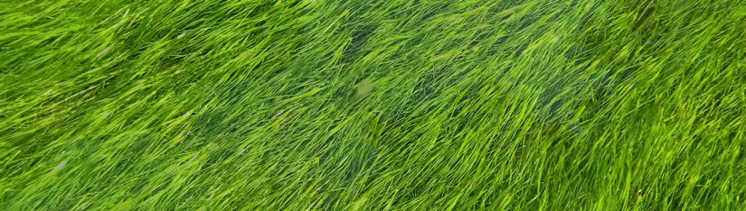 natural-aquascape2.jpg