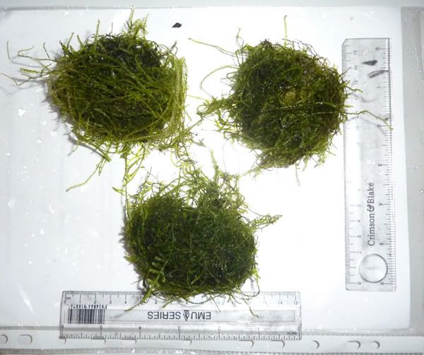 moss_04_01_2011.jpg