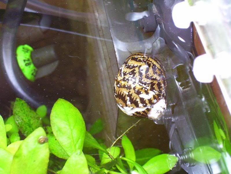 lilltank4snail.jpg