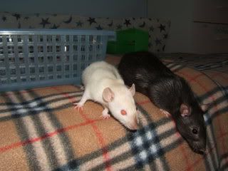 DSCF2599.jpg
