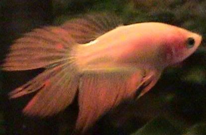 Peaches2.jpg
