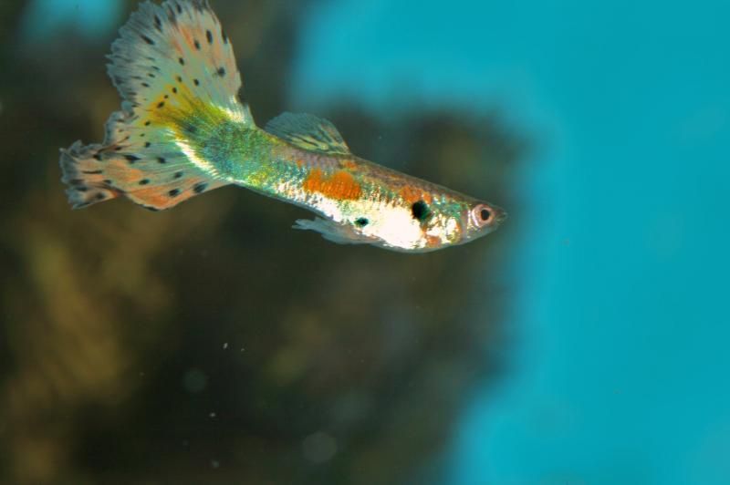 fishthings059.jpg