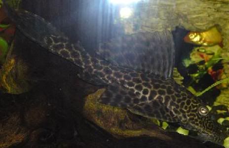 plec.jpg