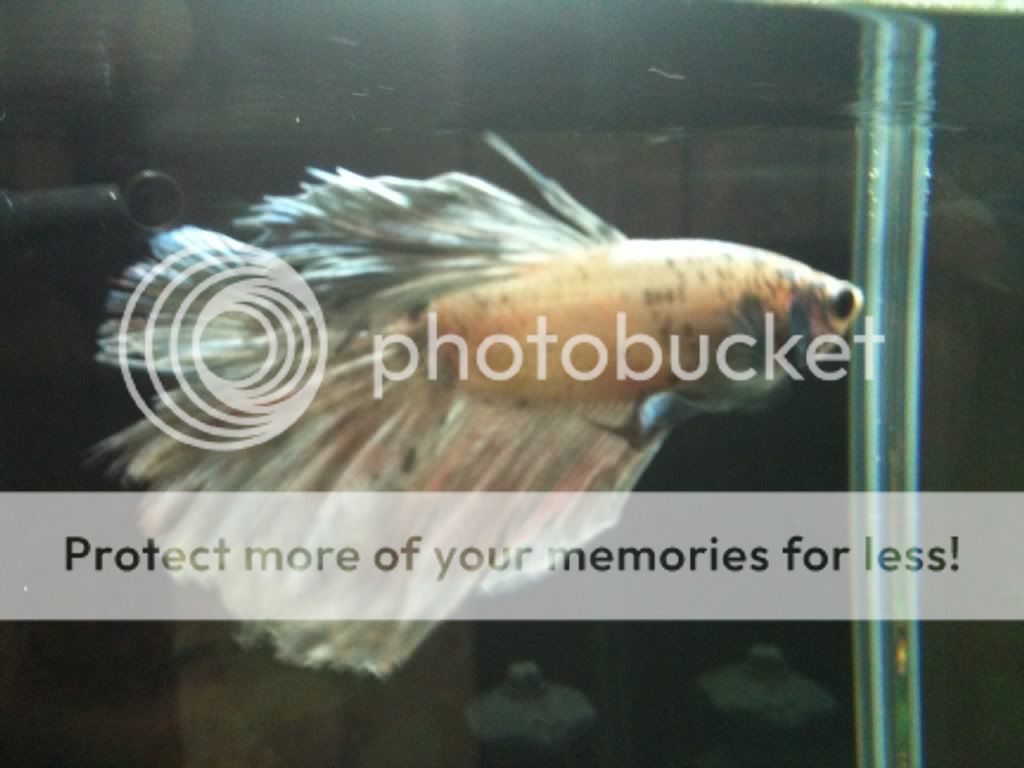 betta.jpg
