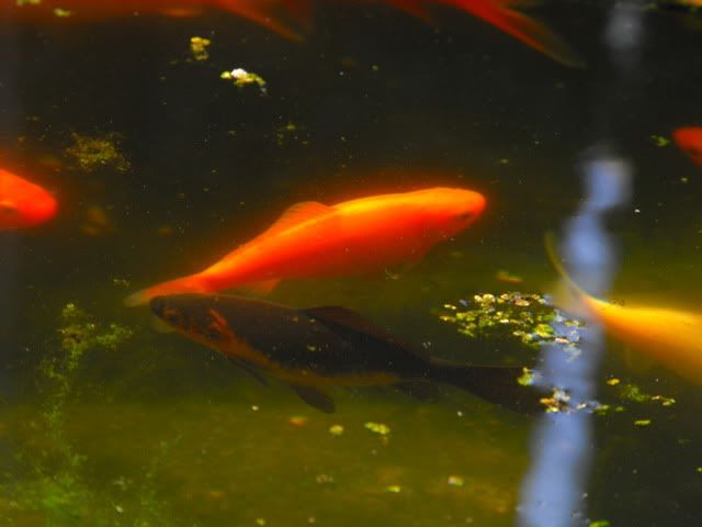 2010_0416pond0004.jpg