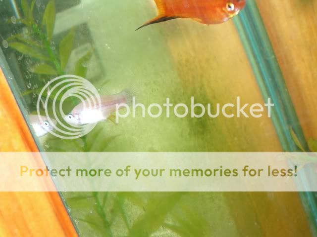 IMGP1090.jpg