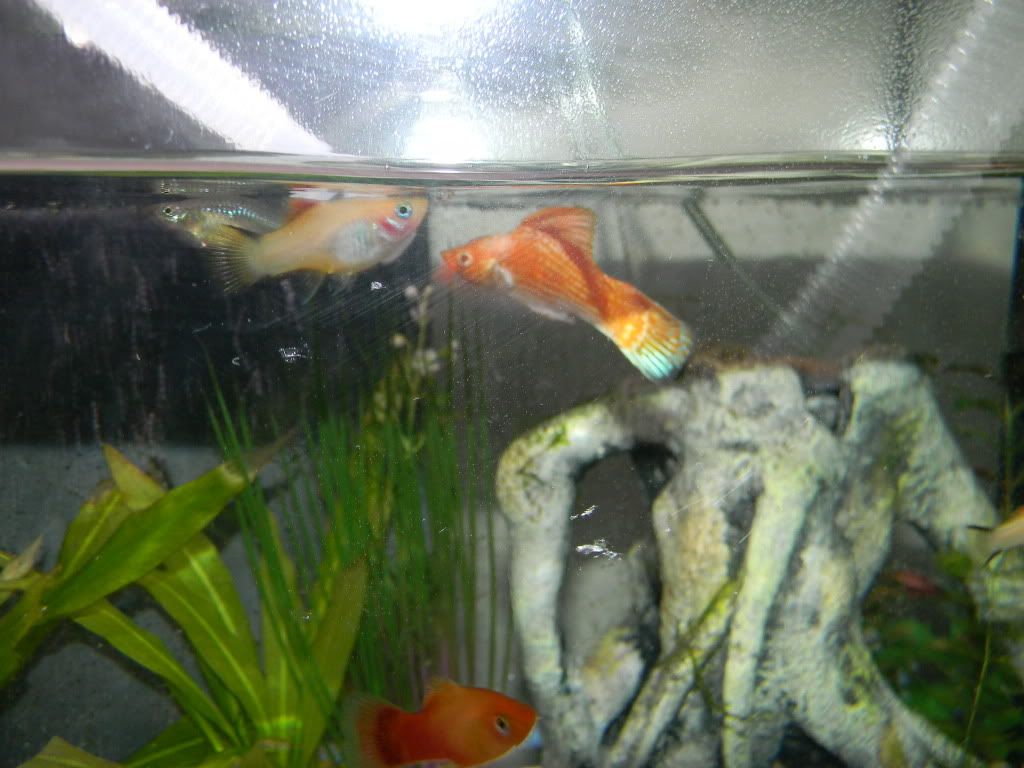fishy027.jpg