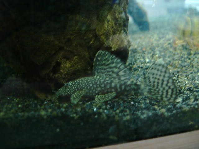50g13.jpg
