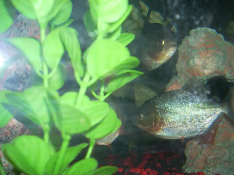 DSCN1230.jpg