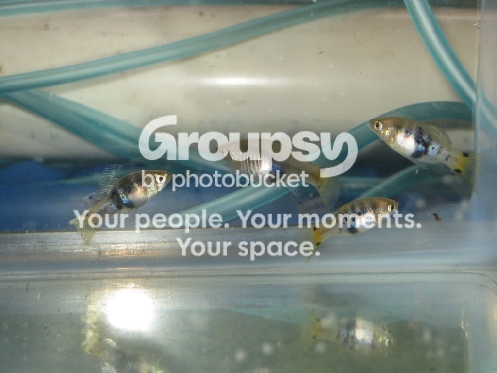 SpringFishExpo10020.jpg