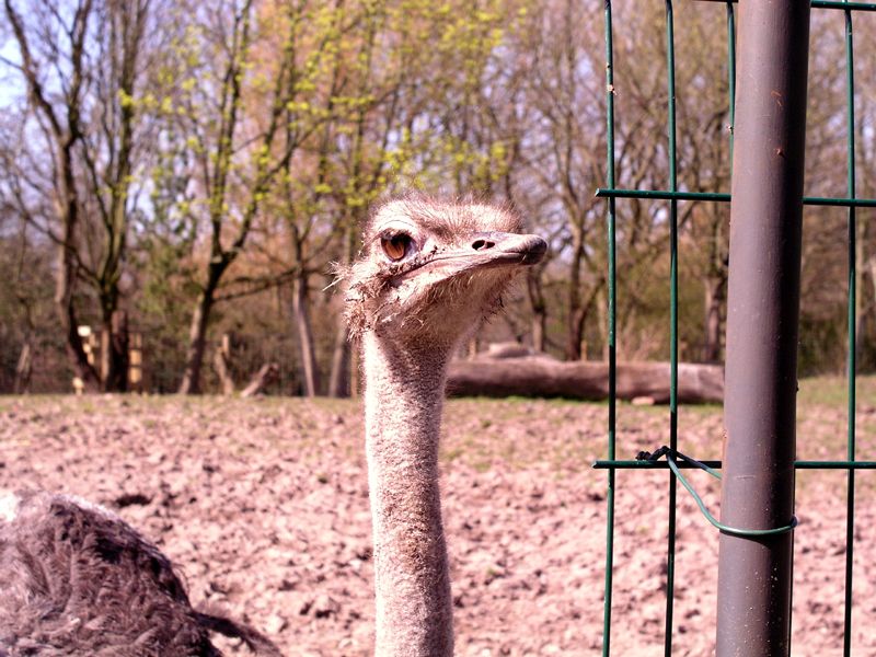 ostrich.jpg