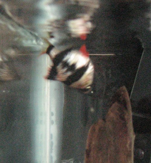 1upsidedownTB_zpsd7d3e09f.jpg