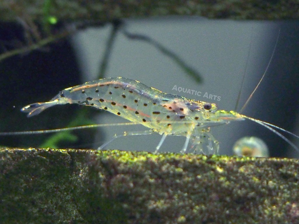 Amano_Shrimp_2_1024x1024.jpg