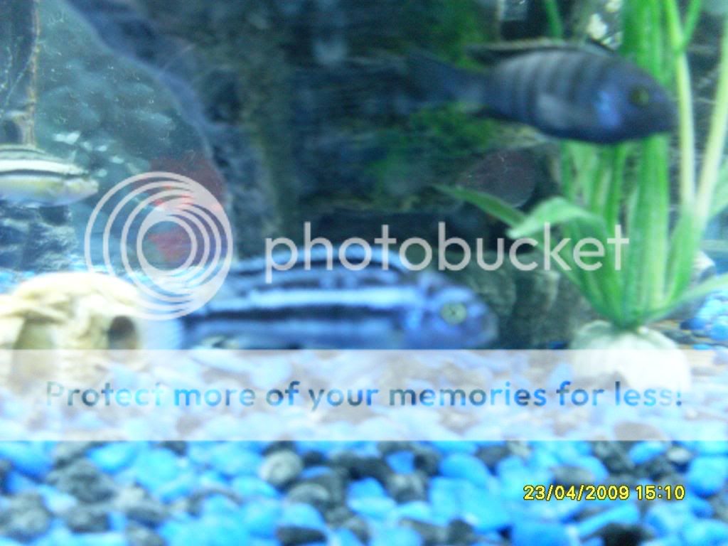 mycichlids005.jpg