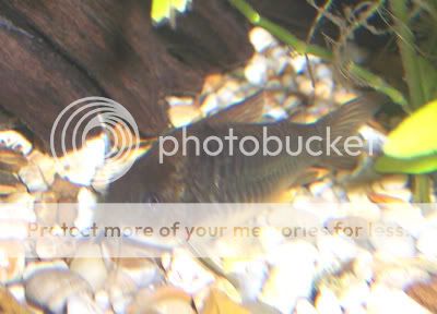 040307melanotaenia.jpg