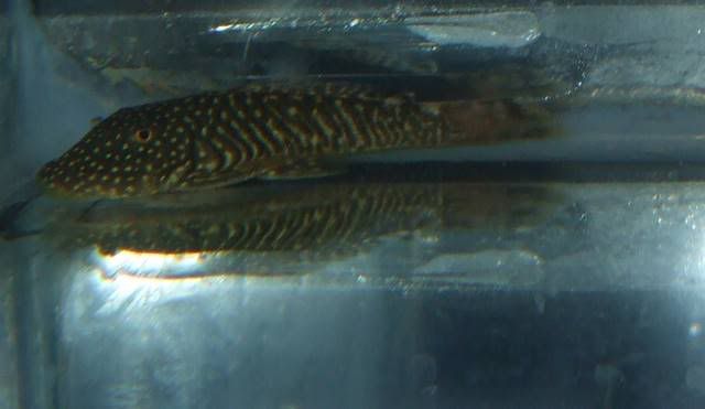 DSCF4447.jpg