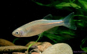 Danio-albolineatus-wild-2-288x177.jpg